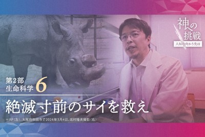 北海道苫小牧民宅庭院驚見天然紀念物黑啄木鳥，引發對當地開發與生態保育的關注