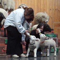 ヒツジの赤ちゃんにミルクを与える会場からの参加者＝千葉県富津市で2024年4月19日午前11時19分、浅見茂晴撮影