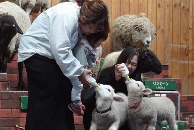 ヒツジの赤ちゃんにミルクを与える会場からの参加者＝千葉県富津市で2024年4月19日午前11時19分、浅見茂晴撮影