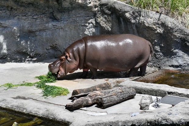 Hippo-larious mistake: DNA test reveals Osaka zoo hippo 'Gen-chan