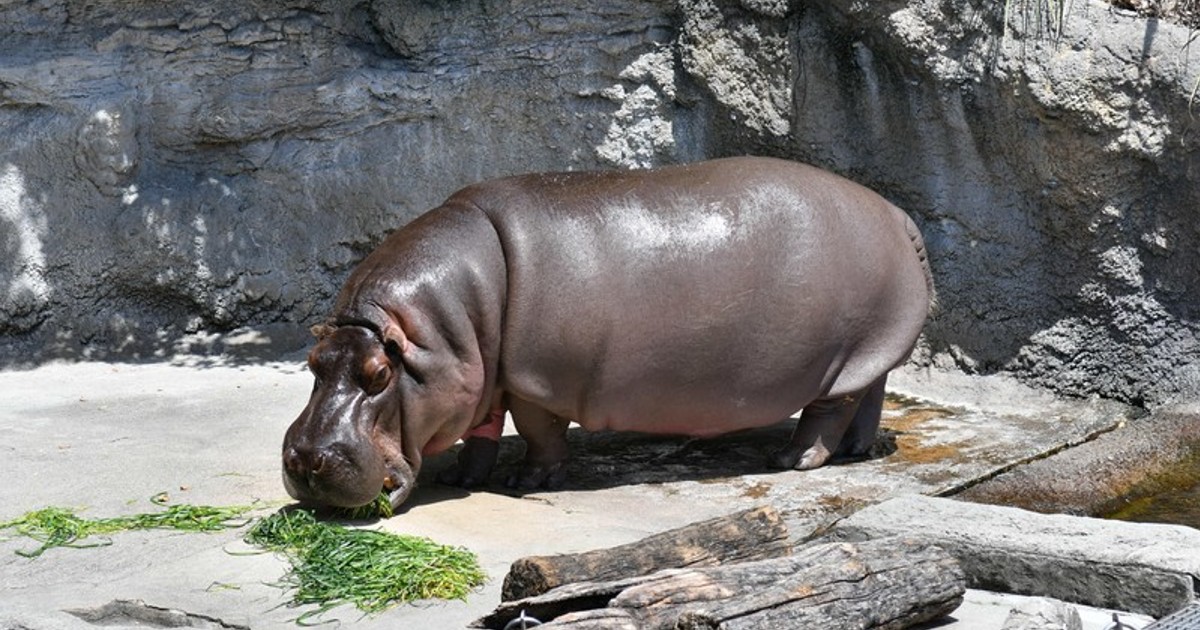 In Photos: Osaka zoo's hippo believed to be male turns out to be