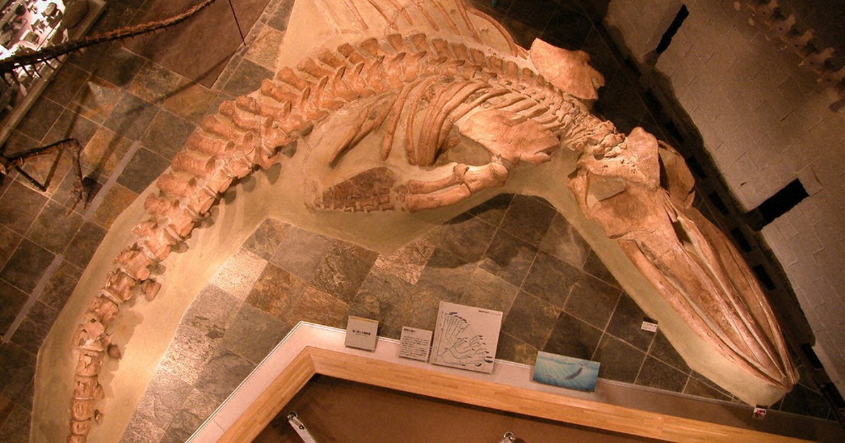 クジラ化石、新種だった！ 県立自然史博物館展示 ／群馬 | 毎日新聞