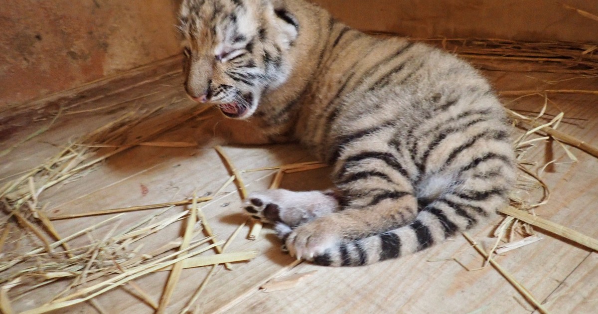 希少動物・アムールトラの赤ちゃん生まれる 多摩動物公園 | 毎日新聞