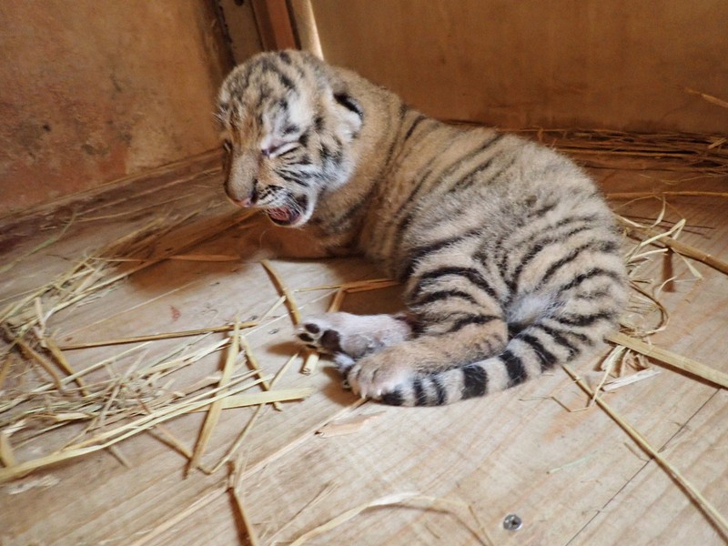 希少動物・アムールトラの赤ちゃん生まれる 多摩動物公園 | 毎日新聞