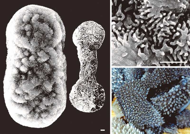 大島周辺で新種サンゴ発見 「センマイ」似？宮崎牛にちなみ命名 | 毎日新聞