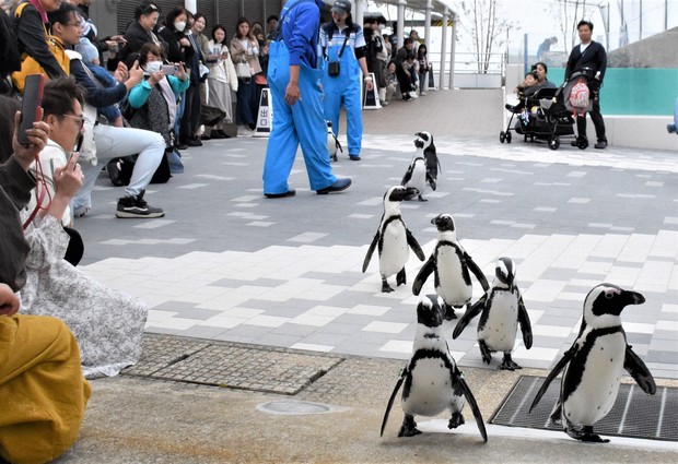 The Grandpa and the Penguin