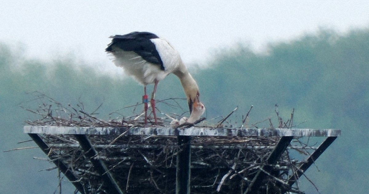 二羽の小鳥 2羽の小鳥 - GURIGURAGNES'S GALLERY | minne byGMOペパボ 国内