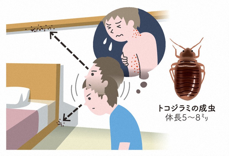 Don't let the bedbugs bite! Tips to find and repel pests as Japan's 'Golden Week' begins The