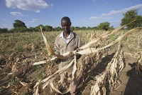 James Tshuma, a small scale farmer, holds a dried up maize crop in his field in Mangwe district, Zimbabwe, on Friday, March 22, 2024. (AP Photo/Tsvangirayi Mukwazhi)
