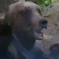 軽トラックのドライブレコーダーに記録されていたヒグマの映像＝北海道警提供
