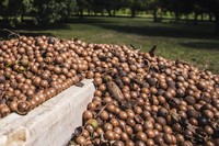 This 2020 photo provided by Island Harvest Hawaii shows macadamia nuts and trees in Kohala, Hawaii. (Crystal Grosshuesch via AP)