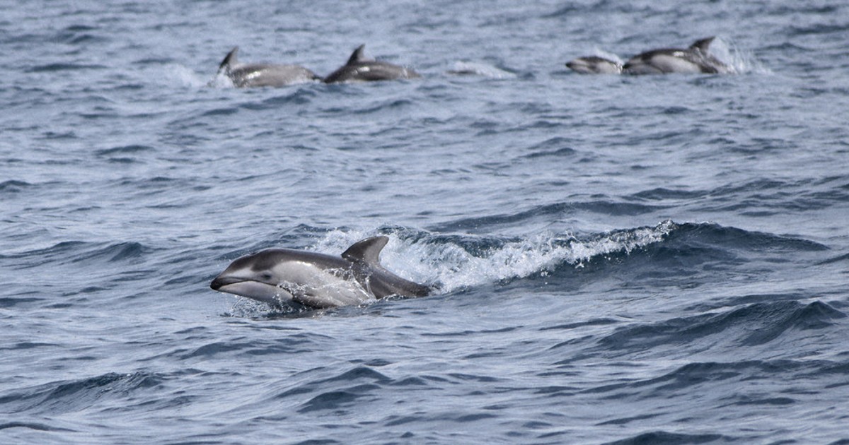 カマイルカの「保育園」 青森・陸奥湾、100頭の群れ たくさんの子と