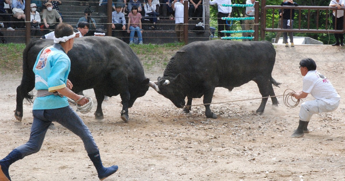 80歳相当のベテラン黒牛、若牛に胸を貸し 「牛の角突き」取組披露