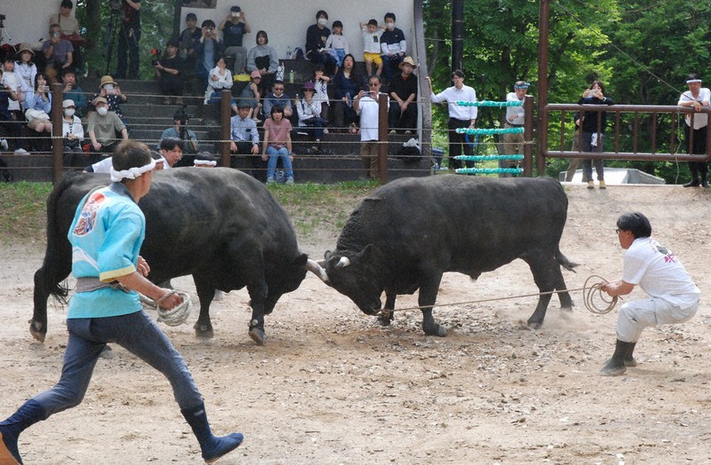 80歳相当のベテラン黒牛、若牛に胸を貸し 「牛の角突き」取組披露