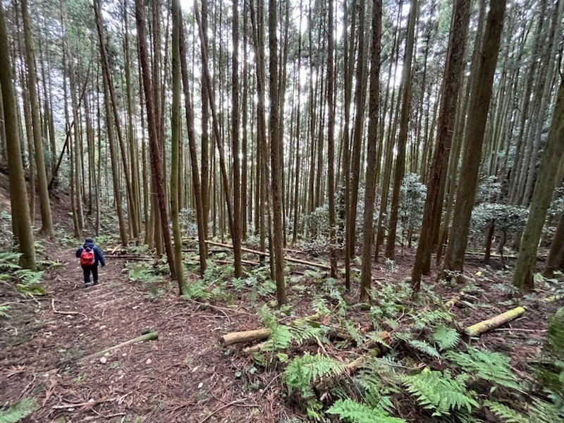 散歩日和：お城凸凹編 宇陀松山城／上（奈良県宇陀市） 登城道、痕跡