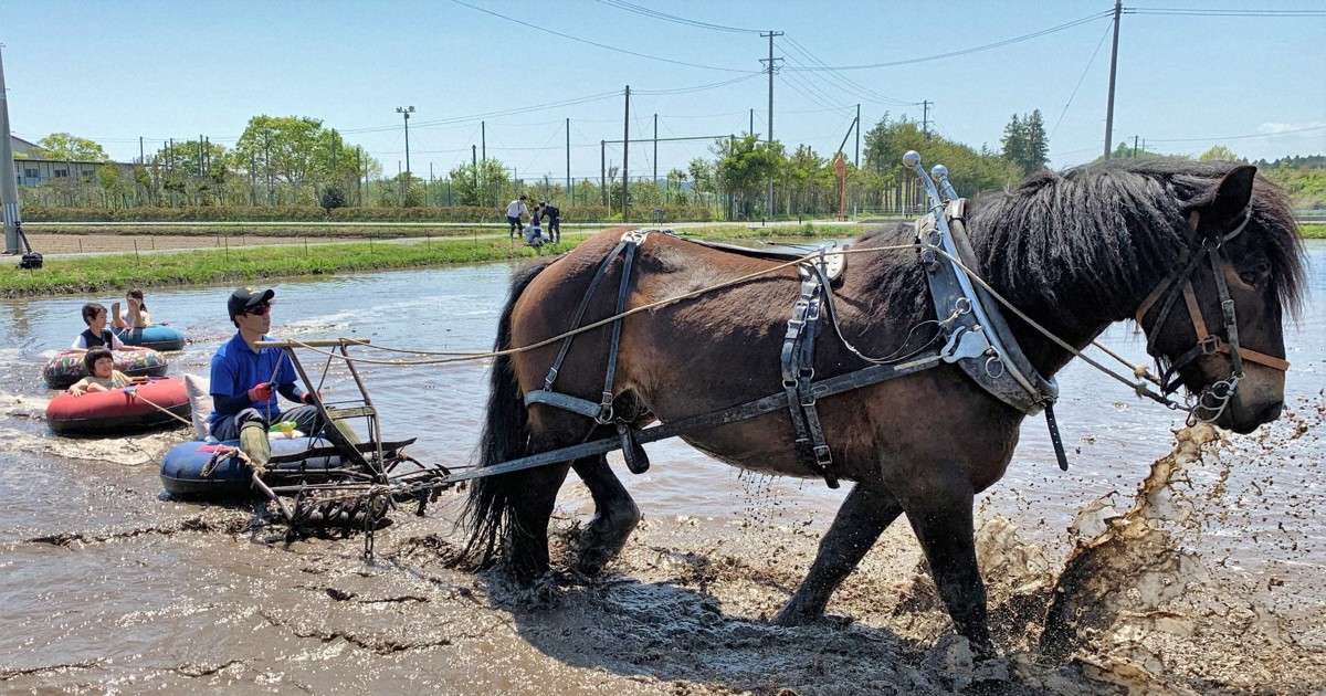 遊んでいるのかと思ったら 田んぼで働く馬と一緒に子どもら笑顔 | 毎日新聞