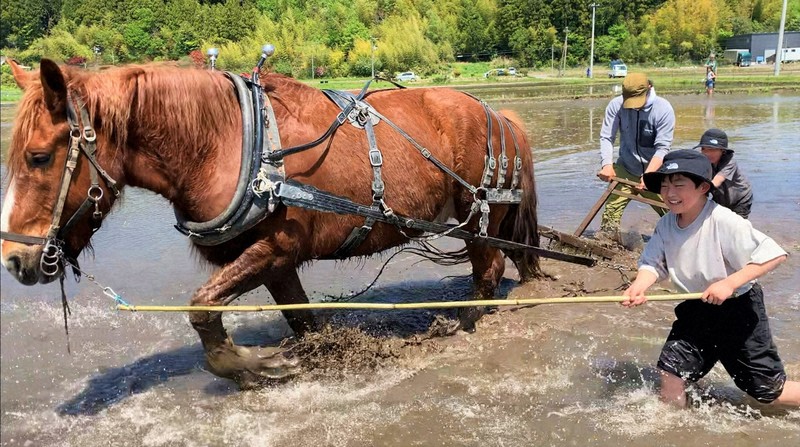 遊んでいるのかと思ったら 田んぼで働く馬と一緒に子どもら笑顔 | 毎日新聞