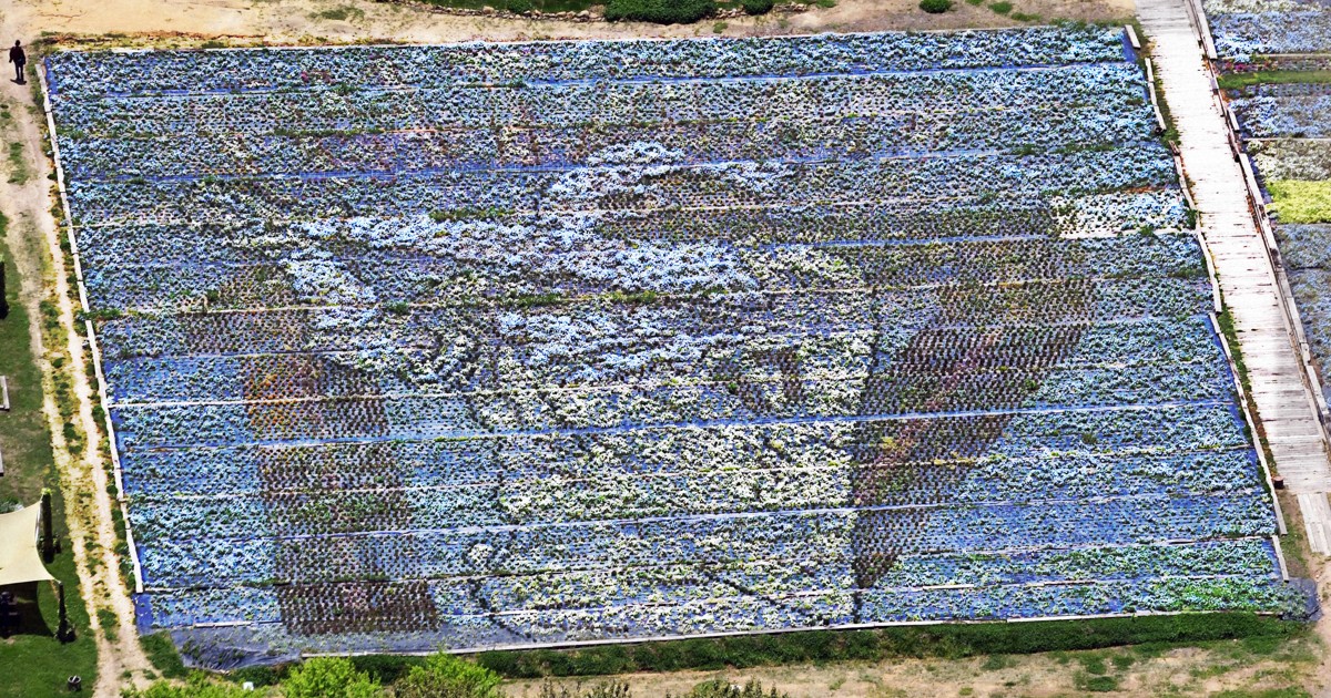 大谷翔平選手の巨大な花絵が登場 広島・世羅町 ［写真特集1/8］ | 毎日新聞