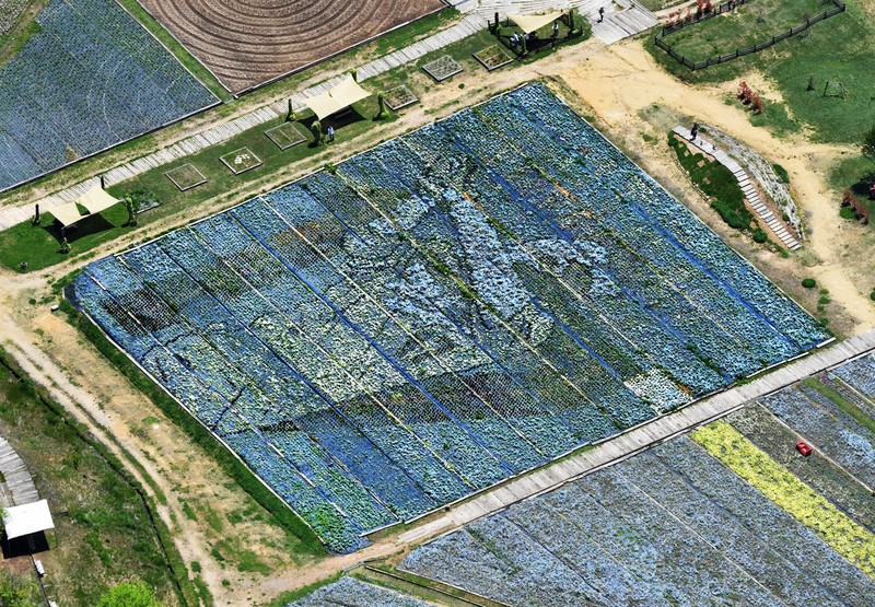 大谷翔平選手の巨大な花絵が登場 広島・世羅町 ［写真特集1/8］ | 毎日新聞