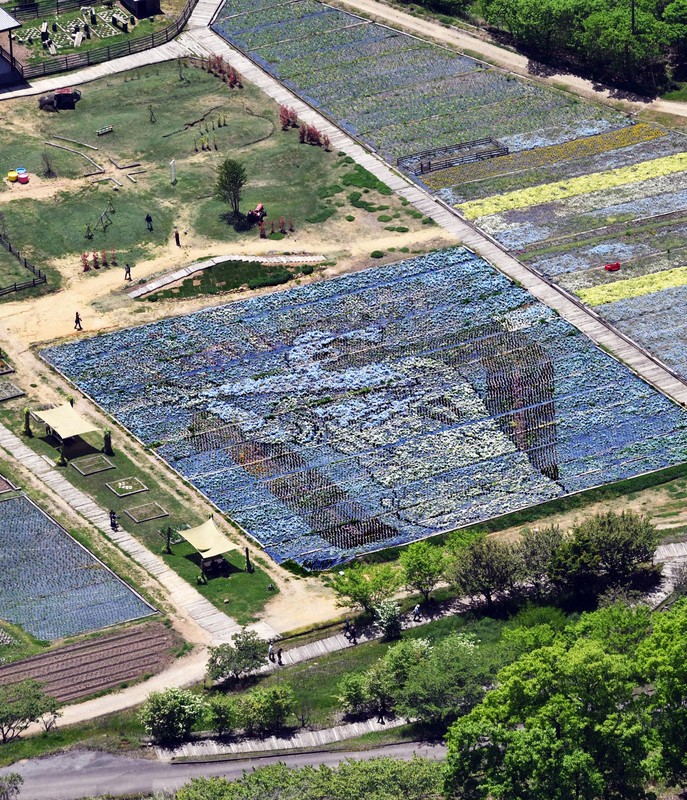 大谷翔平選手の巨大な花絵が登場 広島・世羅町 ［写真特集1/8］ | 毎日新聞