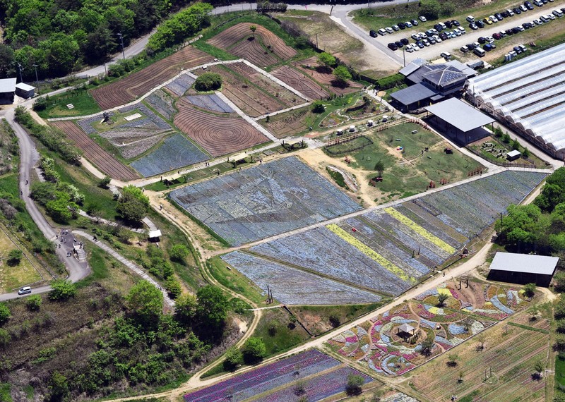 大谷翔平選手の巨大な花絵が登場 広島・世羅町 [写真特集1/8] | 毎日新聞