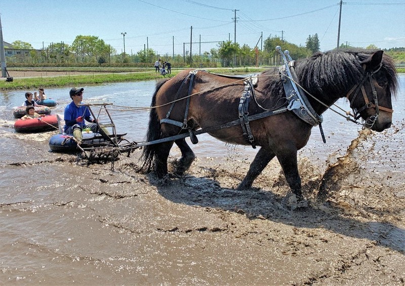 昭和レトロ　馬耕　水田代かき用　馬鍬（まっか） 昭和レトロ 馬耕 水田代かき用 馬鍬（まっか）