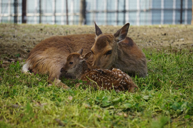 静かに見守ってね 奈良公園で子鹿誕生 今年初 [写真特集1/7] | 毎日新聞