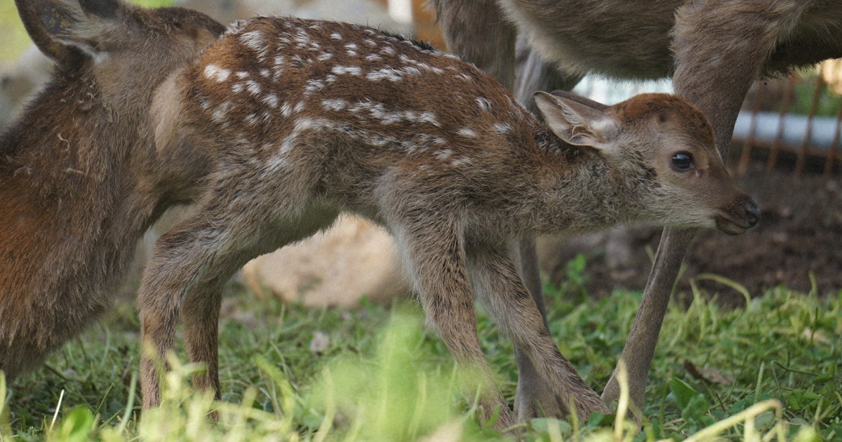 庭にいた子鹿 静かに見守ってね 奈良公園で子鹿誕生 今年初 [写真特集2/7] | 毎日新聞