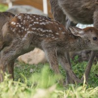 静かに見守ってね 奈良公園で子鹿誕生 今年初 [写真特集2/7] | 毎日新聞