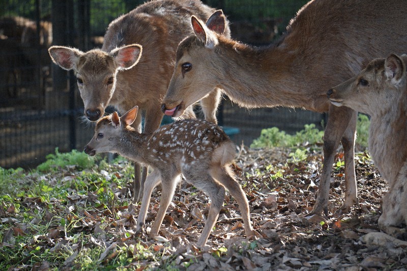 静かに見守ってね 奈良公園で今年初めての子鹿が誕生 | 毎日新聞