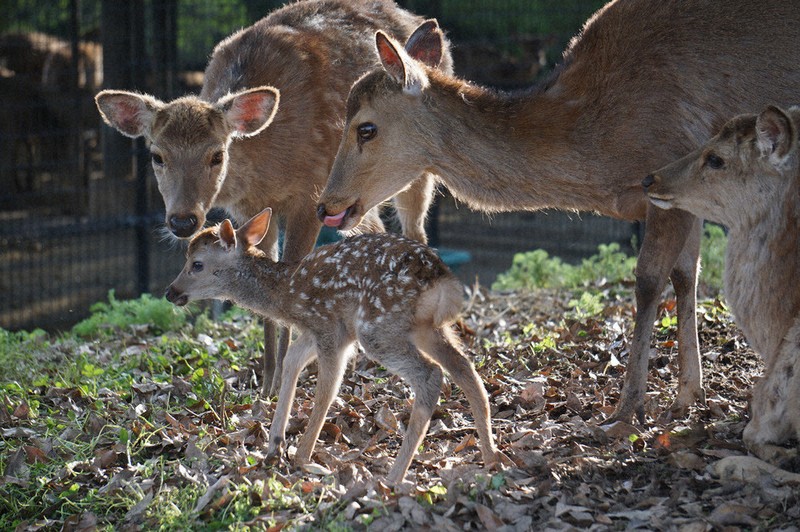 バンビ誕生、今年初 奈良公園 ／奈良 | 毎日新聞