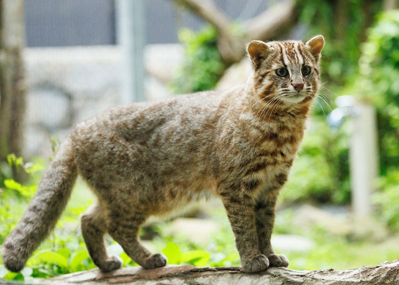 eye：ツシマヤマネコと生きる 長崎・対馬 [写真特集36/31] | 毎日新聞