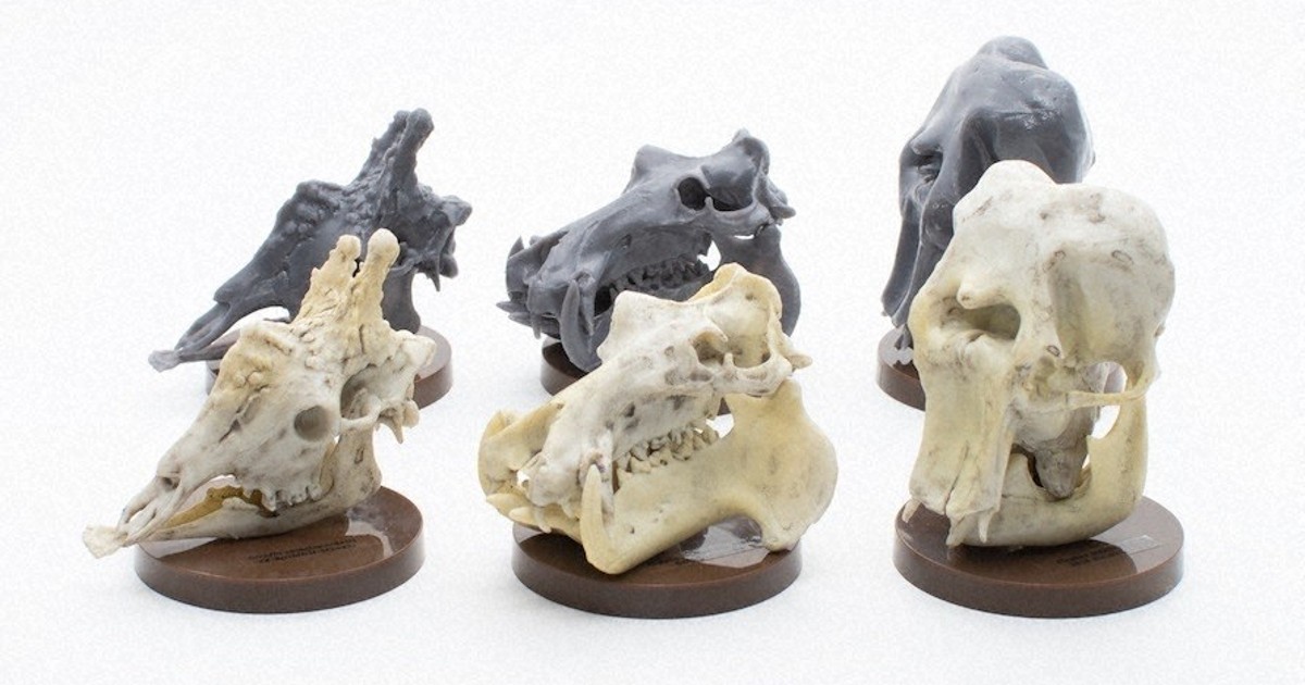 懐かしの動物「骨ガチャ」に 東京の法人 標本、精密に再現 | 毎日新聞