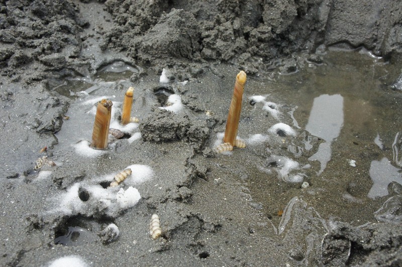 潮干狩り超人」に学ぶマテ貝どり 横浜・海の公園で人気 | 毎日新聞