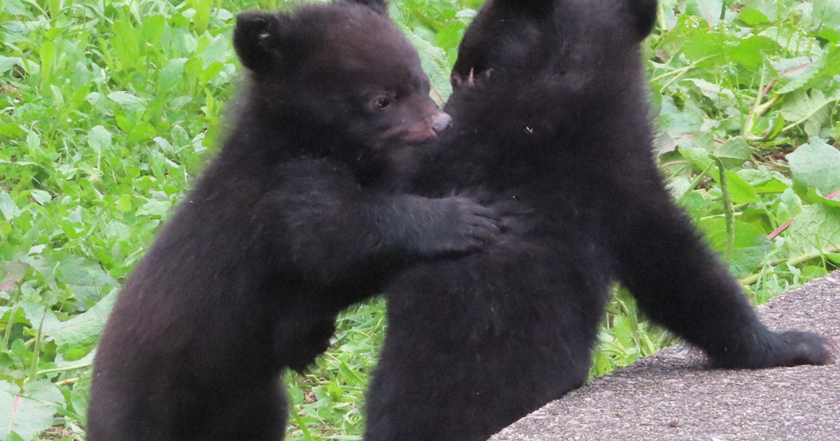 3頭の子グマすくすく 名前つけてね 秋田・くまくま園で募集 | 毎日新聞