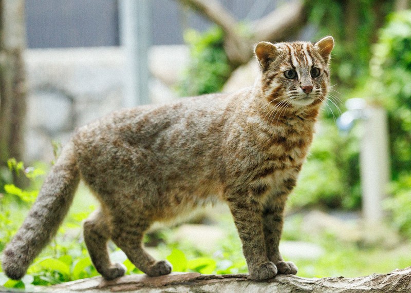 eye：ヤマネコと生きる 事故、わな 減り続ける個体 長崎・対馬