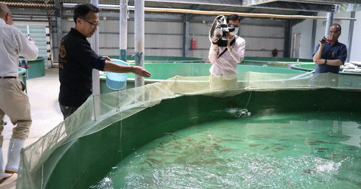 高島に水産研究所 世界と戦えるブリに 長崎大 「完全養殖」システム