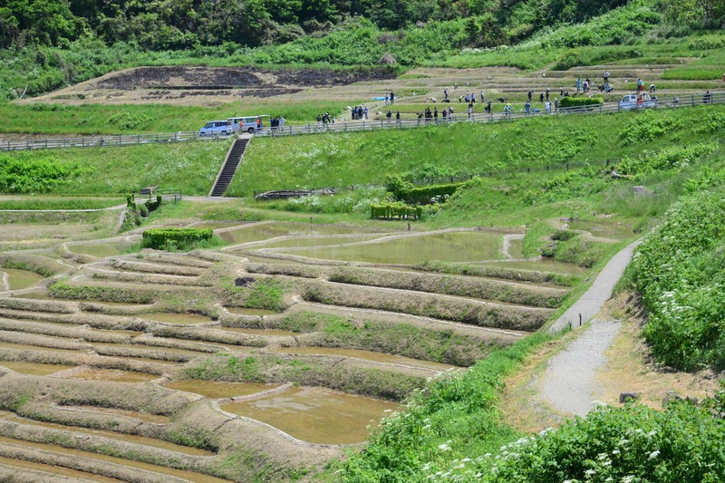自分たちの宝物」 世界農業遺産の棚田で田植え始まる 能登で被災 [写真