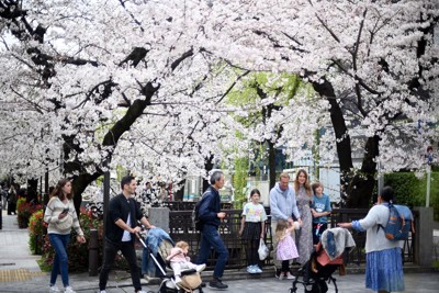 満開の桜を楽しむ外国人観光客＝佐藤賢二郎撮影