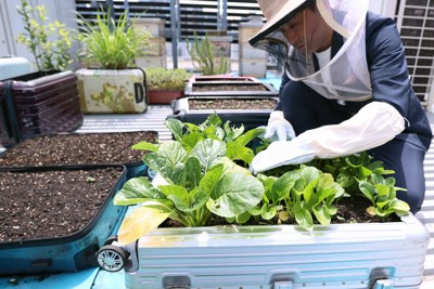 訪日観光客が残したスーツケースをプランターとして再利用し、小松菜の手入れをする「庭のホテル　東京」の海老沼悟総支配人。養蜂も行っているため防護服を着用している＝東京都千代田区で2024年5月14日、玉城達郎撮影