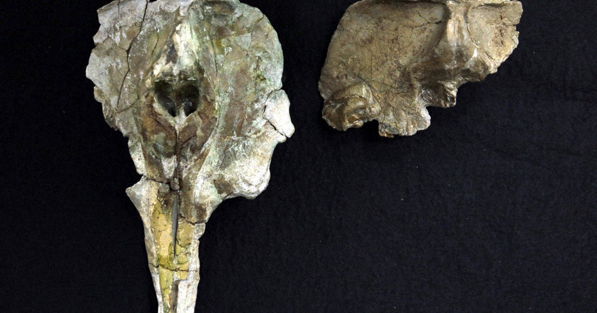 イルカ化石は「新属新種」 安中で発見「世界最古」 県立自然史博物館