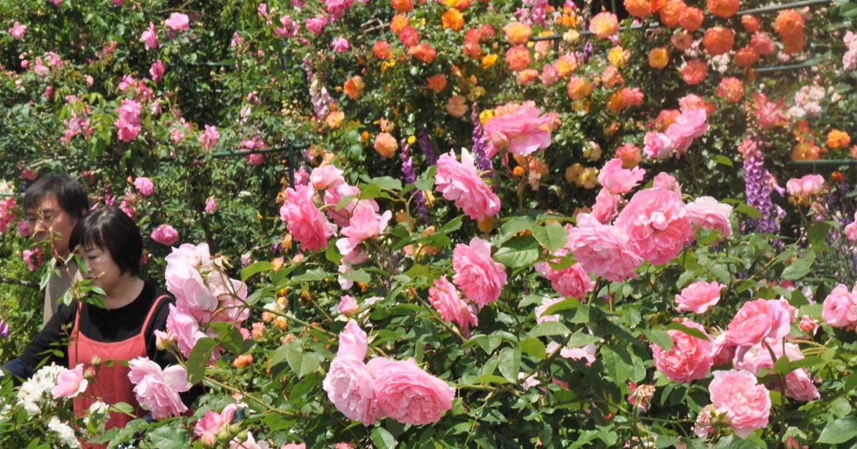 バラ園の風景 バラ園の風景のイラスト素材 [98754339] - PIXTA