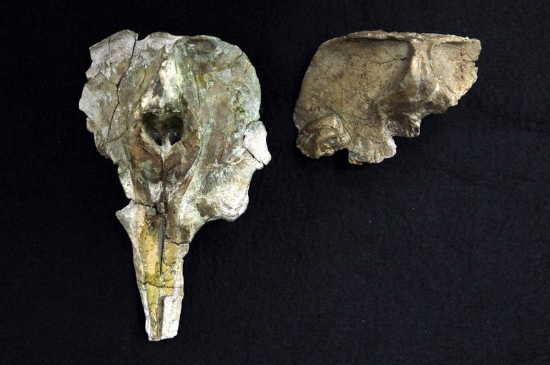 イルカ化石「新属新種」 鬼怒川で発見、県立博物館収蔵 群馬からは