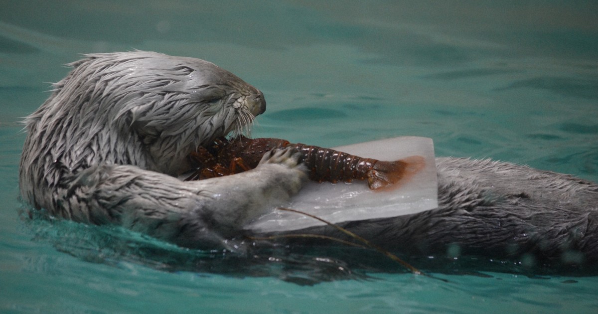 鳥羽水族館 ラッコ 写真集 ポストカード 最近買ったもの｜Olivine