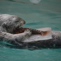 イセエビにかぶりつくメイ＝三重県鳥羽市の鳥羽水族館で2024年5月20日、小沢由紀撮影