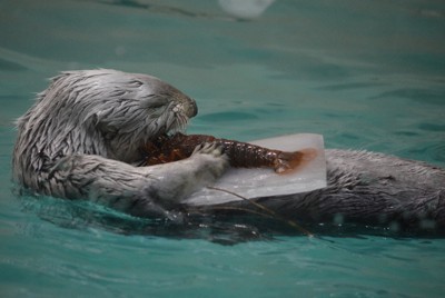 イセエビにかぶりつくメイ＝三重県鳥羽市の鳥羽水族館で2024年5月20日、小沢由紀撮影