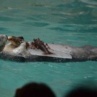 イセエビをおいしそうに味わうメイ＝三重県鳥羽市の鳥羽水族館で2024年5月20日、小沢由紀撮影