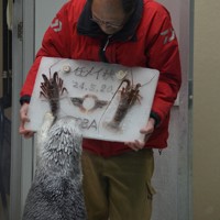 アイスケーキの特製「任メイ状」を前に、「早く食べたい」とイセエビに手を伸ばすメイ（手前）＝鳥羽市の鳥羽水族館で2024年5月20日、小沢由紀撮影