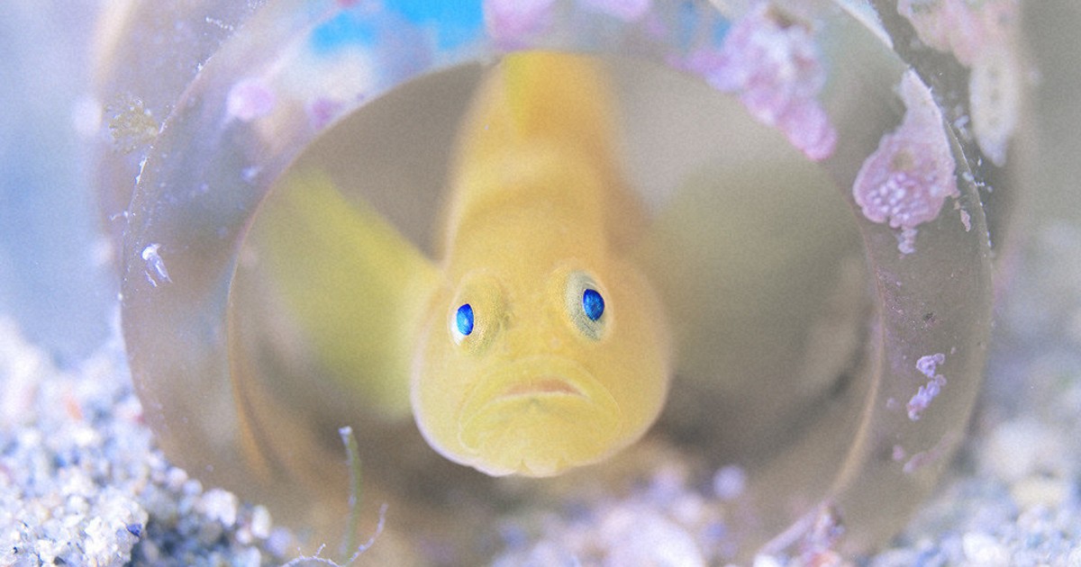水中写真館：／43 ミジンベニハゼ | 毎日新聞