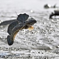 恋の季節を迎えて、有明海の干潟でジャンプするムツゴロウ＝佐賀県小城市で2024年5月21日、野田武撮影